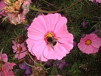 Hier geht's zur Hummel