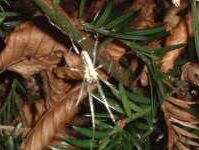 Ich spinne Netze weil ich Spinne hei&szlig;e