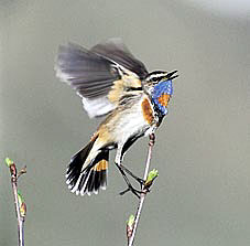blaukehlchen