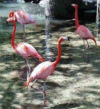 flamingo