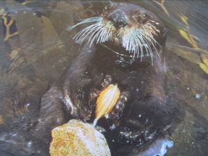 otter