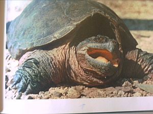 Schildkr&ouml;te