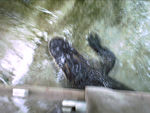 Echsen im Aquazoo
