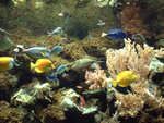 Fische im Aquazoo