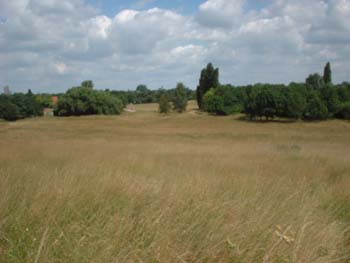 feld4